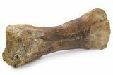 Fossil Hadrosaur (Lambeosaurus?) Metatarsal Bone - Montana #260377-2